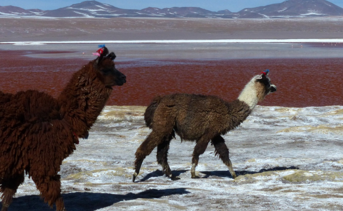 Two llamas with thick, brown and white fur walk along a Bolivian salt flat near a red-colored lake. This private adventure unfolds against a backdrop of mountains under a clear blue sky.