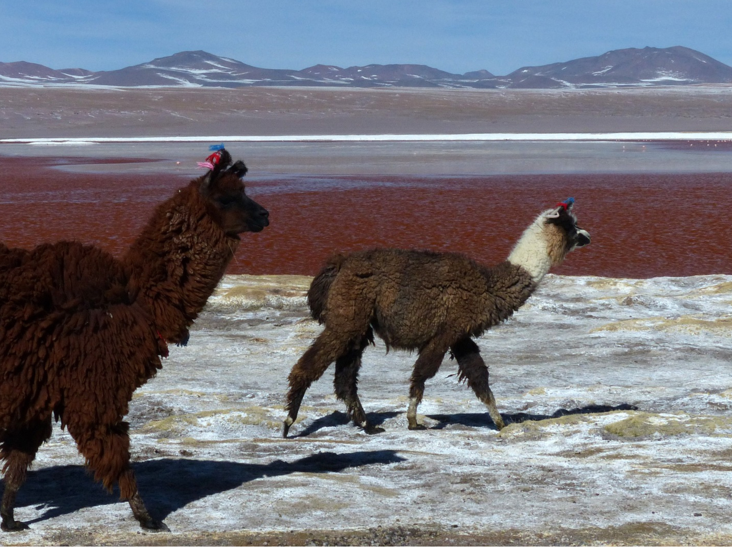 Two llamas with thick, brown and white fur walk along a Bolivian salt flat near a red-colored lake. This private adventure unfolds against a backdrop of mountains under a clear blue sky.