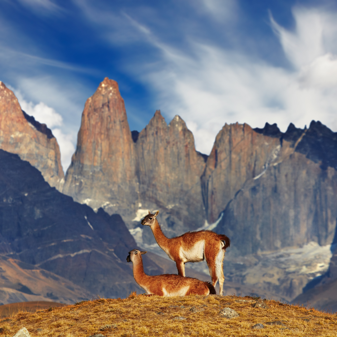 Two guanacos stand on a grassy hill in front of the dramatic peaks of Torres del Paine, Chile, offering a gateway to adventures under the bright blue sky and wispy clouds.