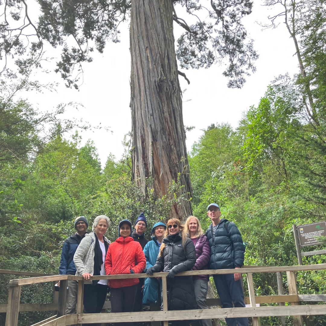 A group of eight people wearing Patagonia jackets pose and smile on a wooden platform in front of a large redwood tree, surrounded by green forest—capturing the spirit of their private trip.
