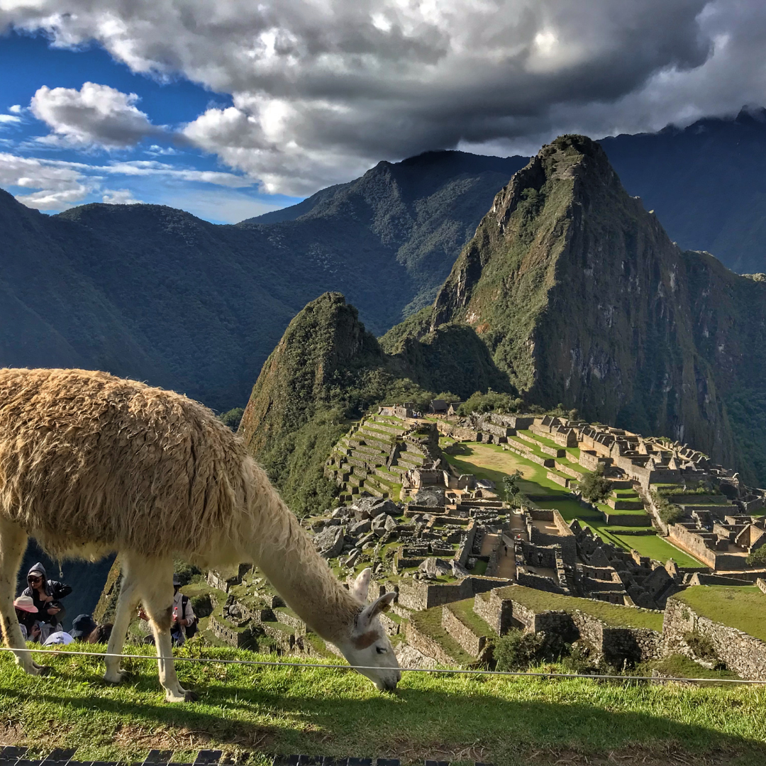 A llama grazes on a grassy hill, setting the stage for unforgettable adventures as it overlooks the ancient Incan city of Machu Picchu, framed by dramatic mountains and a sky filled with clouds.