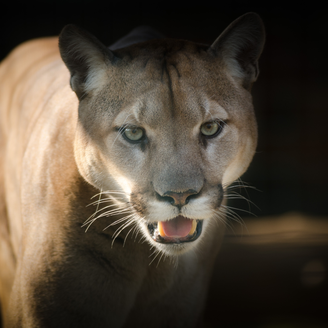 A close-up of a cougar with light brown fur, alert green eyes, and its mouth slightly open, revealing teeth. The dark background highlights the Heart of Patagonia, making the cougar’s face the striking focal point of the image.