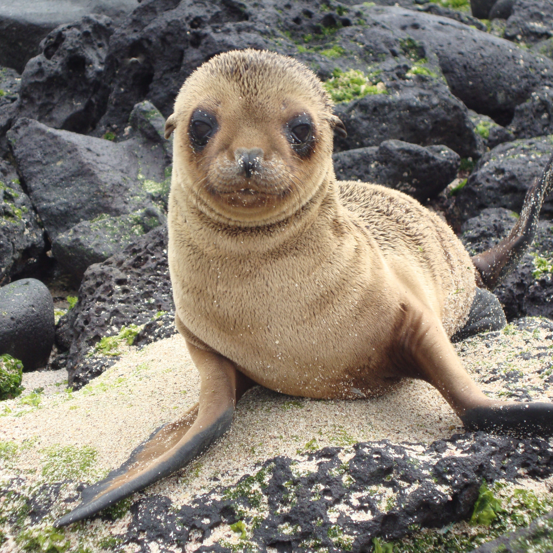 A young sea lion pup sits on sandy ground amid dark volcanic rocks, gazing at the camera with large, curious eyes. Its light brown fur is slightly wet, as if ready for upcoming adventures along the rugged shore.